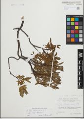 Foto von Salix foetida Schleich. ex DC. x Salix waldsteiniana Willd.